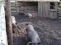 DSC00204.JPG