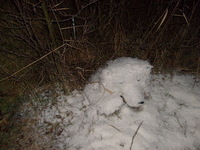 S6300781.jpg